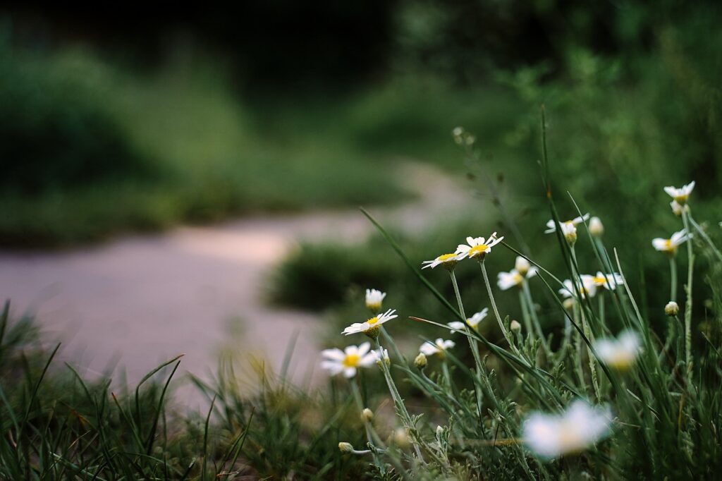 flowers, daisies, wildflowers-7221191.jpg