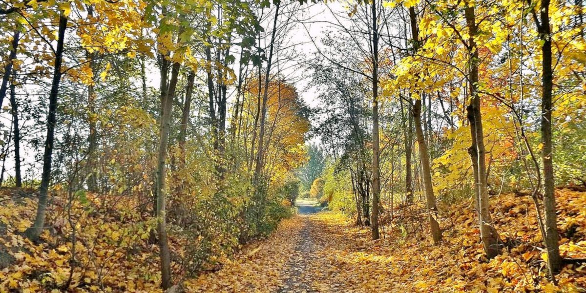 Kawartha trail in fall